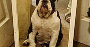 Tanner is registered to the contest to win money with this photo: dog, bulldog, mirror, reflection, indoor, carpet, pet, animal, floor, door, paw, face, portrait, sitting, cute, household, person, foot, furniture, collar