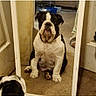 animal, bulldog, carpet, collar, cute, dog, door, face, floor, foot, furniture, household, indoor, mirror, paw, person, pet, portrait, reflection, sitting