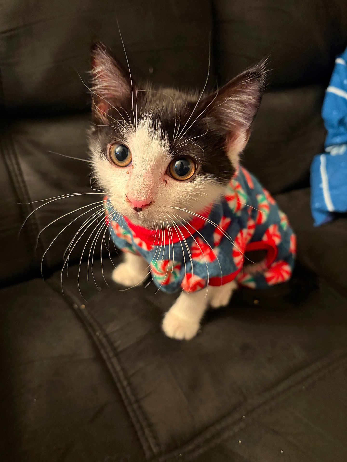 Bean is registered to the contest to win money with this photo: kitten, cat, black_and_white, pet, sweater, cute, whiskers, indoor, couch, feline, animal, domestic_animal, young, sitting, curious, closeup, fur, small, adorable, portrait