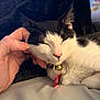 Bean is registered to the contest to win money with this photo: cat, black_and_white, pet, collar, bell, tag, hand, scratching, relaxed, sleepy, fur, close_up, indoor, bed, blanket, cozy, whiskers, pink_nose, domestic, animal