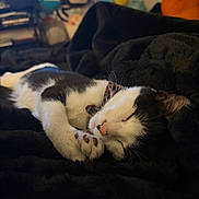 Bean joined the competition — help win amazing prizes! cat, sleeping, black_and_white, paw, blanket, plush, indoor, cozy, cute, fur, pet, relaxation, domestic_animal, animal, mammal, resting, comfort, soft, closeup, adorable