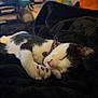 cat, sleeping, black_and_white, paw, blanket, plush, indoor, cozy, cute, fur, pet, relaxation, domestic_animal, animal, mammal, resting, comfort, soft, closeup, adorable
