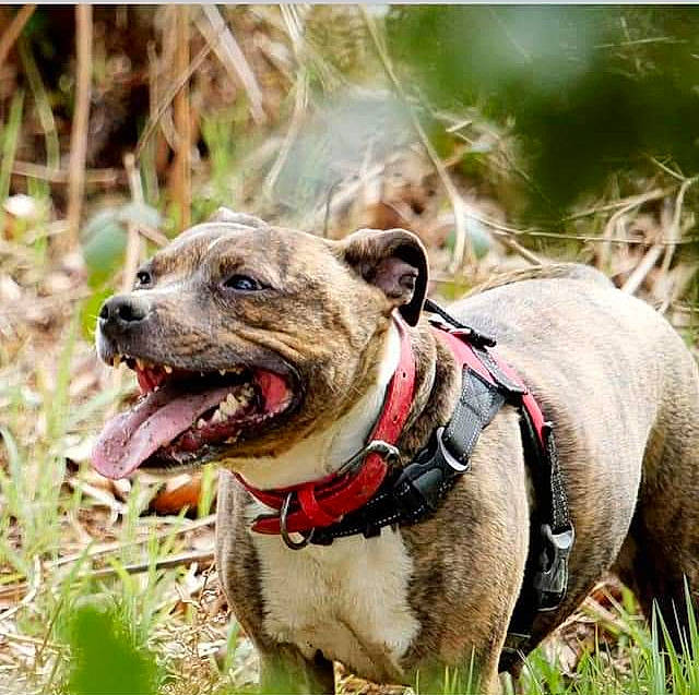 Ronnie Roo joined the competition — help win amazing prizes! canidae, carnivore, collar, companion_dog, dog, dog_breed, dog_collar, dog_supply, fang, fashion_accessory, fawn, grass, leash, pet_supply, plant, snout, sporting_group, terrestrial_animal, whiskers, working_animal