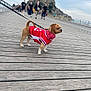 architecture, bandana, bridge, castle, cloudy_sky, dog, face_mask, historic_building, leash, outdoor, people, pet, red_jersey, scenic, small_dog, tourist, travel, urban, walking, wooden_boardwalk