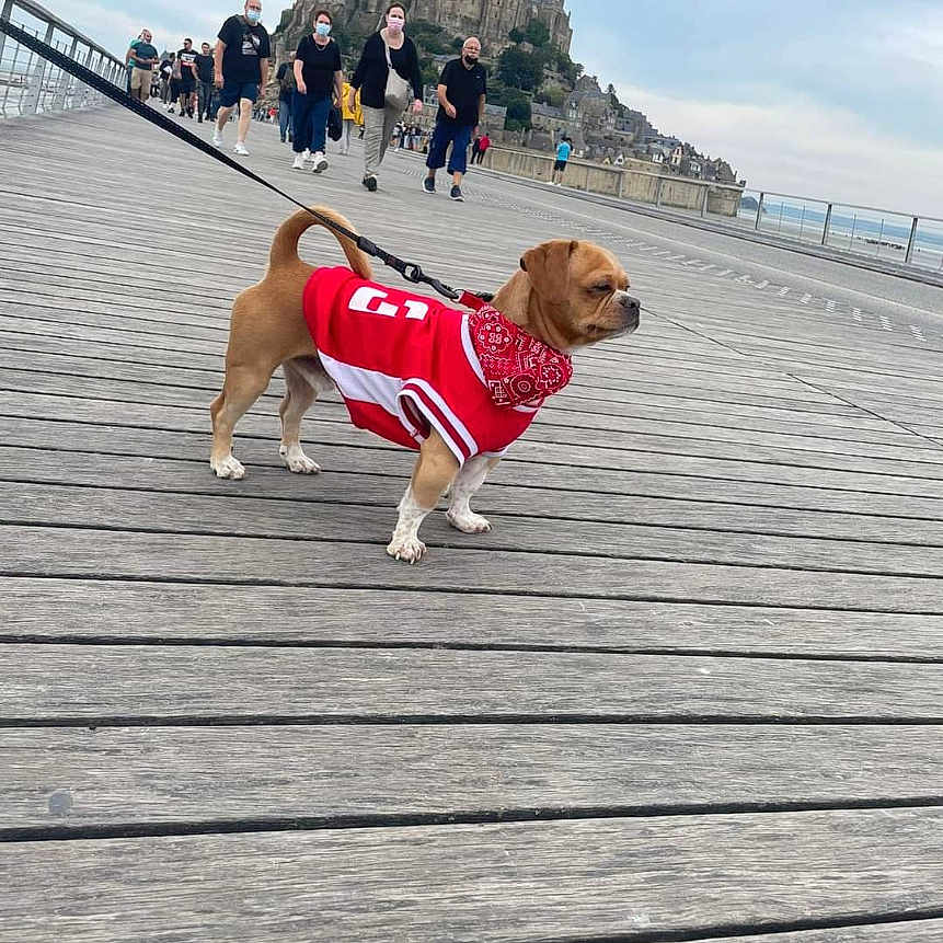 Maïdo a rejoint le concours — aidez-le/la à gagner de superbes lots ! architecture, bandana, bridge, castle, cloudy_sky, dog, face_mask, historic_building, leash, outdoor, people, pet, red_jersey, scenic, small_dog, tourist, travel, urban, walking, wooden_boardwalk