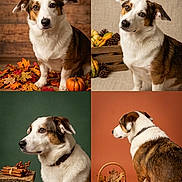 Neville joined the competition — help win amazing prizes! dog, canine, portrait, autumn, fall, pumpkins, leaves, pinecones, cinnamon_sticks, acorns, basket, wooden_background, colorful_background, studio_photography, four_panel_collage, sitting, standing, profile, expressive_eyes, seasonal_decor