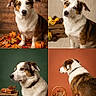 dog, canine, portrait, autumn, fall, pumpkins, leaves, pinecones, cinnamon_sticks, acorns, basket, wooden_background, colorful_background, studio_photography, four_panel_collage, sitting, standing, profile, expressive_eyes, seasonal_decor