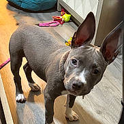 Storm joined the competition — help win amazing prizes! puppy, dog, indoor, wooden_floor, pet_bed, toy, curious, ears, gray_dog, white_paws, close_up, flooring, cabinet, playful, pet, domestic, young_dog, looking, canine, household