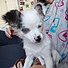 Aïka a rejoint le concours — aidez-le/la à gagner de superbes lots ! puppy, dog, white, black, blue_eyes, person, lap, robe, hearts, indoor, door, photos, cozy, cuddle, pet, fur, cute, small_dog, comfort, home