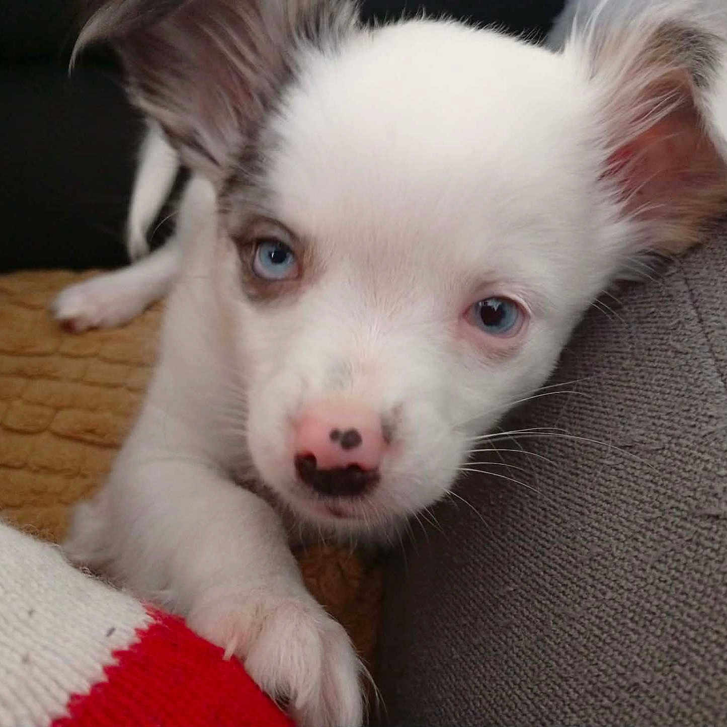 Aïka a rejoint le concours — aidez-le/la à gagner de superbes lots ! puppy, dog, blue_eyes, white_fur, cute, pet, animal, nose, ears, paw, couch, blanket, indoor, resting, close_up, fur, curious, soft_lighting, cozy, young