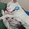 dog, sleeping, white_dog, flower_collar, curled_up, cozy, pet, paw, fur, indoor, cushion, resting, cute, small_dog, animal, close_up, relaxed, companion, domestic_animal, peaceful