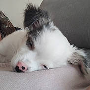 Aïka a rejoint le concours — aidez-le/la à gagner de superbes lots ! dog, puppy, sleeping, person, glasses, face, couch, blanket, indoor, resting, closeup, fur, pink_nose, white_fur, black_spots, cozy, relaxed, companion, pet, home
