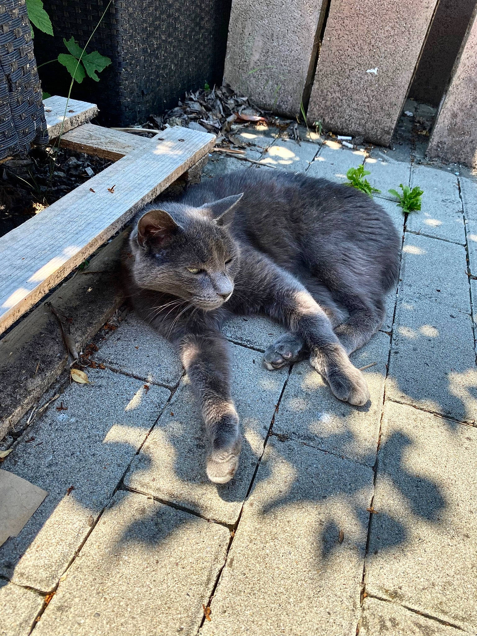 Razmo participe au concours pour gagner de l'argent avec cette photo : asphalt, brick, carnivore, cat, domestic_short_haired_cat, eye, felidae, flooring, grass, grey, human_leg, plant, road, road_surface, sidewalk, small_to_medium_sized_cats, snout, tail, terrestrial_animal, whiskers