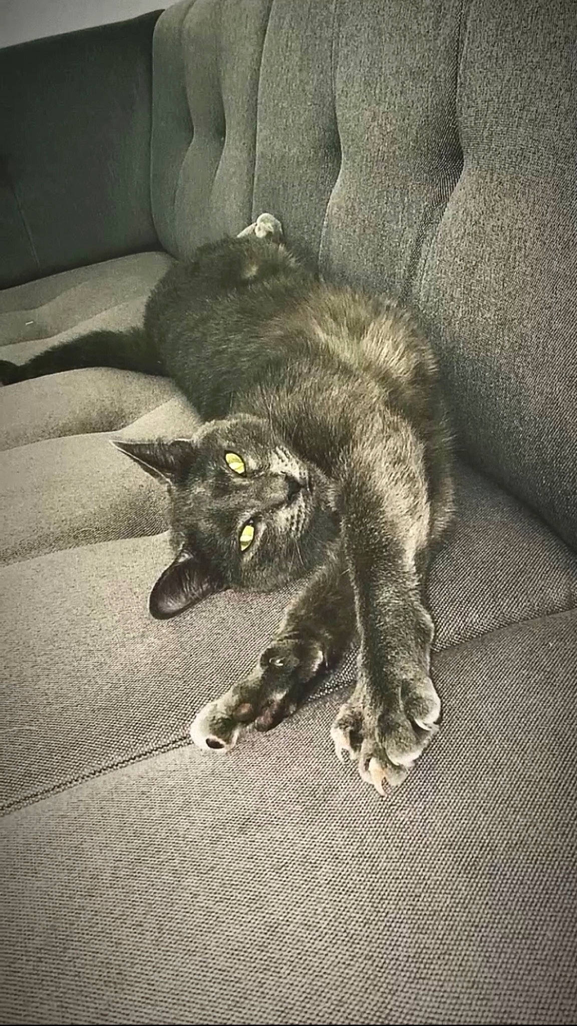 Razmo a rejoint le concours — aidez-le/la à gagner de superbes lots ! black_cat, carnivore, cat, claw, comfort, couch, darkness, domestic_short_haired_cat, felidae, flooring, foot, fur, grey, human_leg, monochrome, monochrome_photography, paw, small_to_medium_sized_cats, tail, whiskers