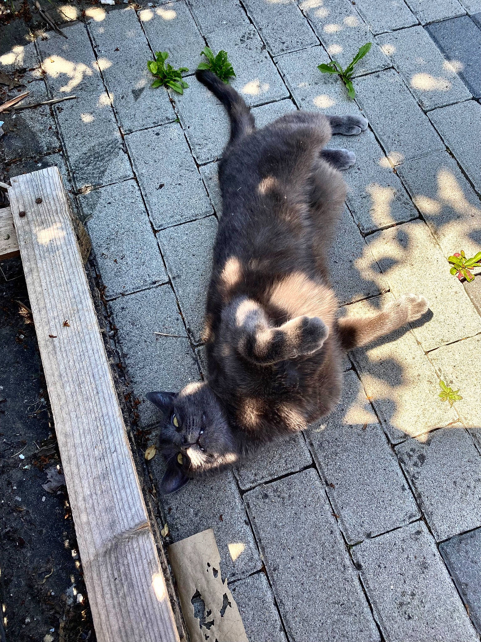 Razmo participe au concours pour gagner de l'argent avec cette photo : asphalt, canidae, carnivore, dog_breed, fawn, felidae, flooring, fur, grass, paw, road, road_surface, rodent, sidewalk, small_to_medium_sized_cats, snout, sporting_group, squirrel, tail, wood