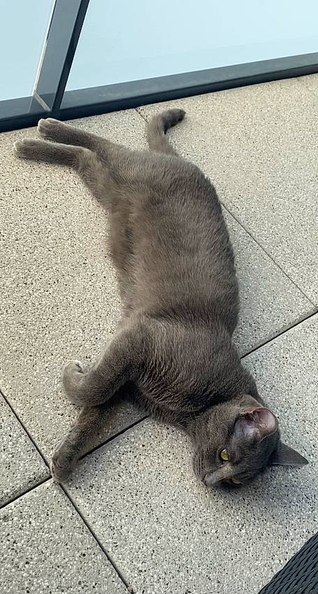 Razmo a rejoint le concours — aidez-le/la à gagner de superbes lots ! asphalt, carnivore, cat, claw, dog_breed, domestic_short_haired_cat, felidae, floor, flooring, fur, grey, metal, paw, road_surface, shadow, sidewalk, small_to_medium_sized_cats, tail, terrestrial_animal, whiskers