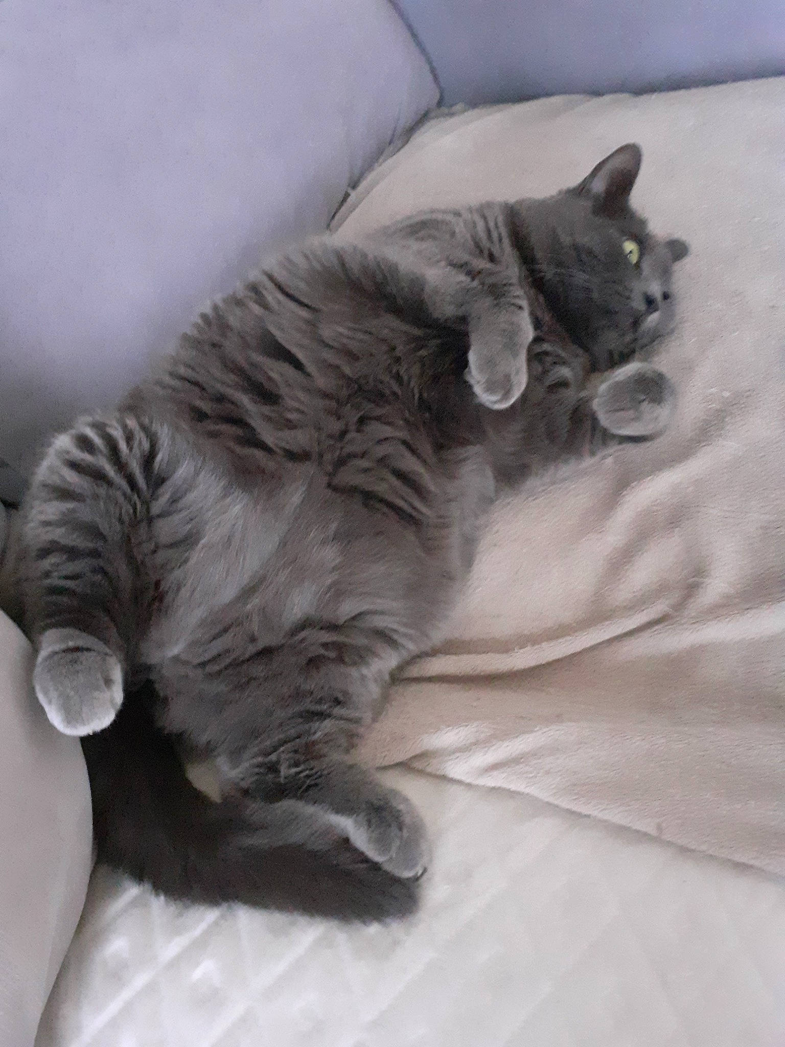 Shaka a rejoint le concours — aidez-le/la à gagner de superbes lots ! bed, carnivore, cat, cat_bed, claw, comfort, domestic_short_haired_cat, felidae, fur, grey, monochrome_photography, nap, paw, sleep, small_to_medium_sized_cats, snout, tail, whiskers