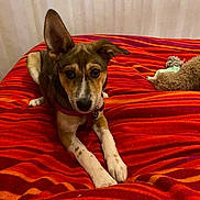 Loukiemoumoune participe au concours pour gagner de l'argent avec cette photo : bed, bedroom, blanket, brown_and_white, collar, cozy, dog, ears_up, harness, indoor, looking_at_camera, orange_stripes, paws, pet, plush_toy, portrait, puppy, red_blanket, striped_blanket, toy