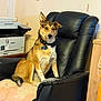 dog, chair, leather_chair, printer, home_office, indoor, pet, collar, id_tag, attentive, sitting, furniture, worn_fabric, blanket, relaxed, brown_fur, pointy_ears, paw, tail, portrait