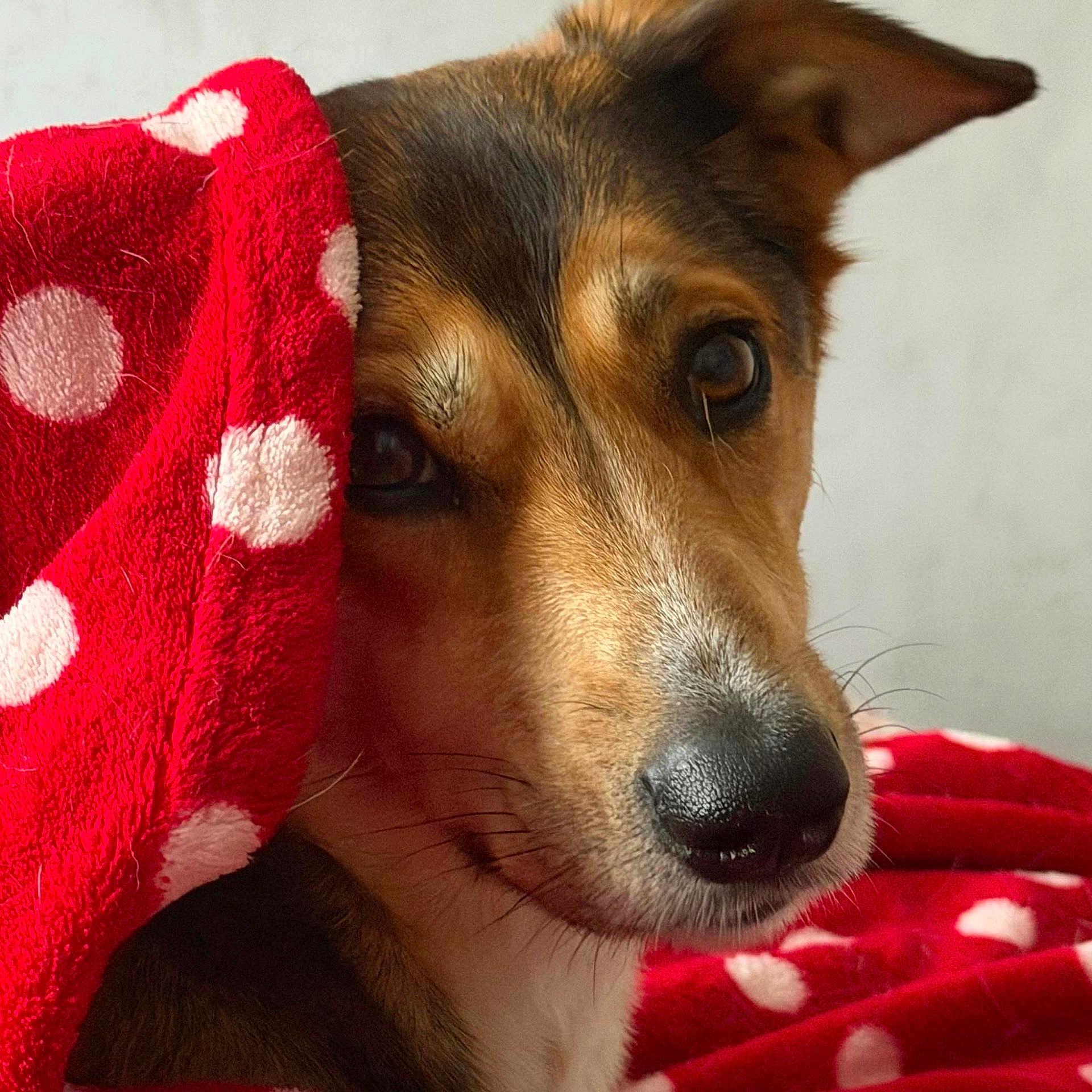 Loukiemoumoune a rejoint le concours — aidez-le/la à gagner de superbes lots ! dog, blanket, polka_dot, red, nose, closeup, portrait, pet, canine, whiskers, fur, ear, cozy, indoor, bedding, textile, pattern, looking_at_camera, brown_eyes, snout