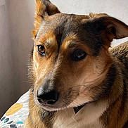 Loukie participe au concours pour gagner de l'argent avec cette photo : animal, appenzeller, beagle, canine, collie, dog, germanshepherd, hound, husky, labradorretriever, pet, puppy, snout, terrier