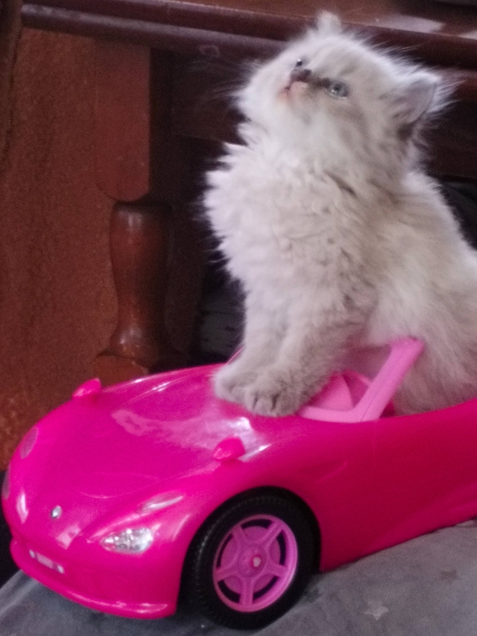Princesse participe au concours pour gagner de l'argent avec cette photo : alloy_wheel, automotive_design, automotive_lighting, automotive_tire, bumper, car, carnivore, cat, felidae, fender, hood, mammal, motor_vehicle, pink, small_to_medium_sized_cats, tire, vehicle, wheel, whiskers, white