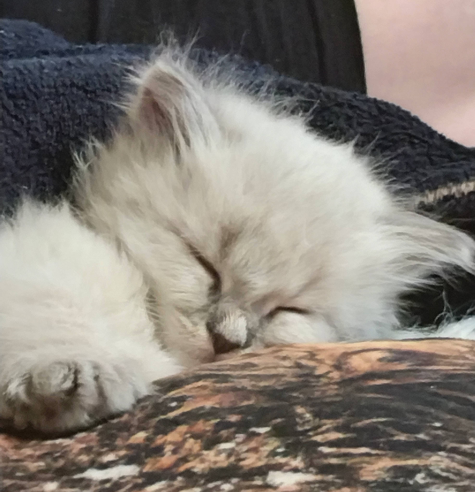 Princesse participe au concours pour gagner de l'argent avec cette photo : carnivore, cat, claw, cloud, comfort, domestic_short_haired_cat, fawn, felidae, fur, nap, paw, ragdoll, sky, sleep, small_to_medium_sized_cats, snout, tail, terrestrial_animal, whiskers, wood