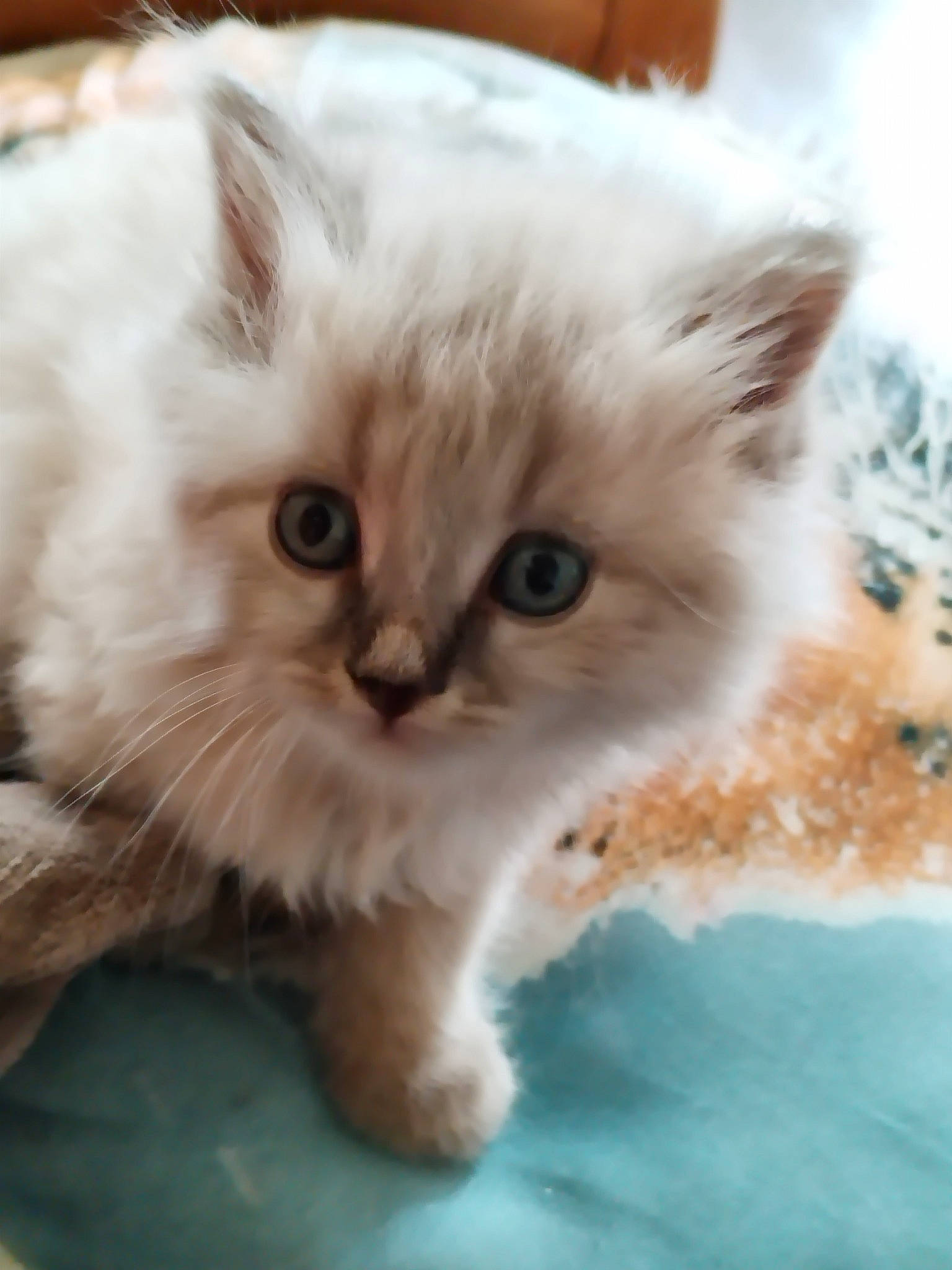 Princesse participe au concours pour gagner de l'argent avec cette photo : british_longhair, carnivore, cat, claw, close_up, eye, fawn, felidae, fur, iris, paw, persian, plant, ragdoll, small_to_medium_sized_cats, snout, terrestrial_animal, whiskers