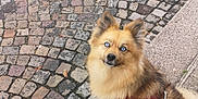 Ava participe au concours pour gagner de l'argent avec cette photo : alert, blue_eyes, brown_fur, canine, cobblestone, curious, daylight, dog, fluffy, leash, outdoor, pavement, pet, red_harness, sidewalk, sitting, small_dog, street, urban, walking