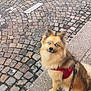 alert, blue_eyes, brown_fur, canine, cobblestone, curious, daylight, dog, fluffy, leash, outdoor, pavement, pet, red_harness, sidewalk, sitting, small_dog, street, urban, walking