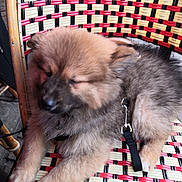 Ava participe au concours pour gagner de l'argent avec cette photo : animal, chair, closeup, collar, companion, cute, dog, domestic_animal, fluffy, furniture, indoor, leash, multicolor, pet, puppy, resting, sleepy, texture, woven_chair, young_dog