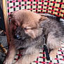 animal, chair, closeup, collar, companion, cute, dog, domestic_animal, fluffy, furniture, indoor, leash, multicolor, pet, puppy, resting, sleepy, texture, woven_chair, young_dog
