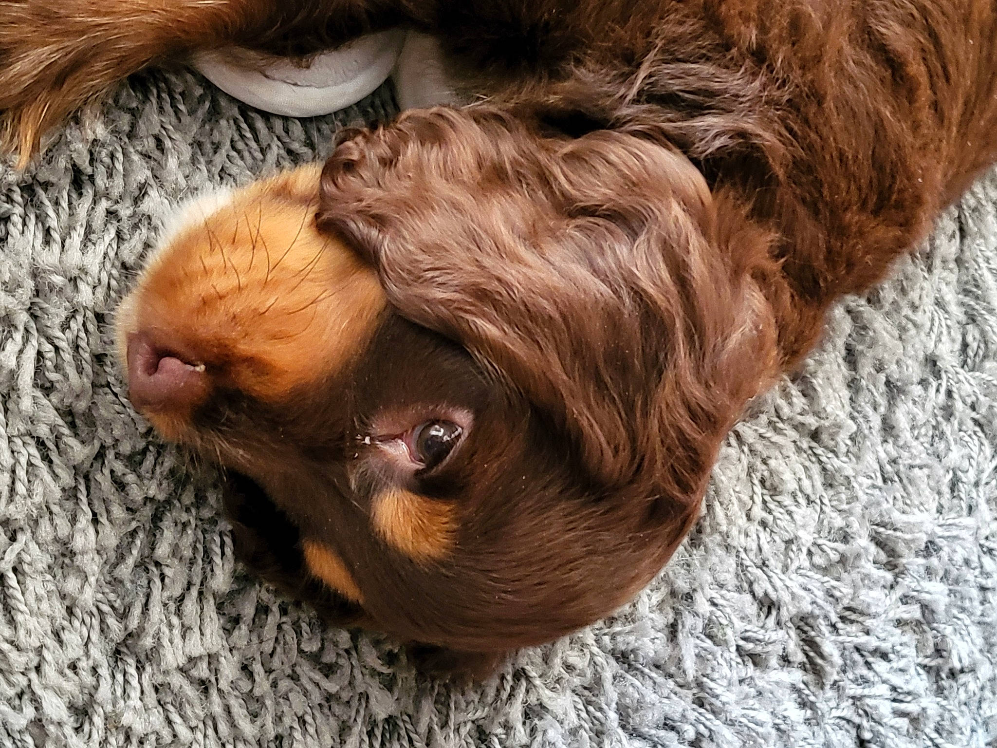 Tokyo a rejoint le concours — aidez-le/la à gagner de superbes lots ! canidae, carnivore, comfort, companion_dog, dog, dog_breed, ear, eye, fawn, head, human_body, liver, nose, snout, spaniel, sporting_group, whiskers, wood, working_animal, wrinkle