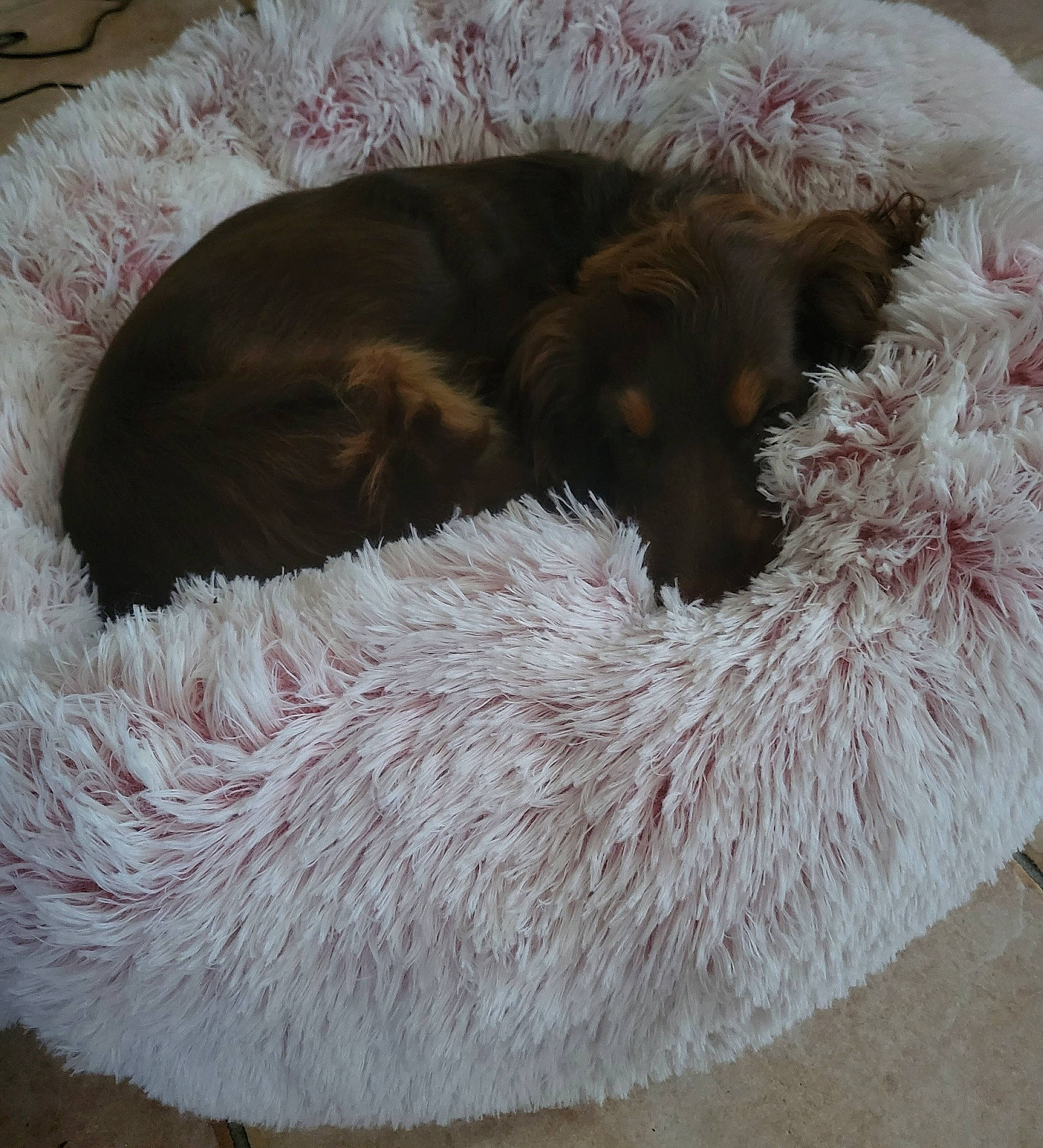 Tokyo a rejoint le concours — aidez-le/la à gagner de superbes lots ! canidae, carnivore, cat_bed, claw, comfort, companion_dog, dog, dog_breed, fawn, fur, liver, natural_material, paw, pet_supply, snout, sporting_group, tail, terrestrial_animal, wool