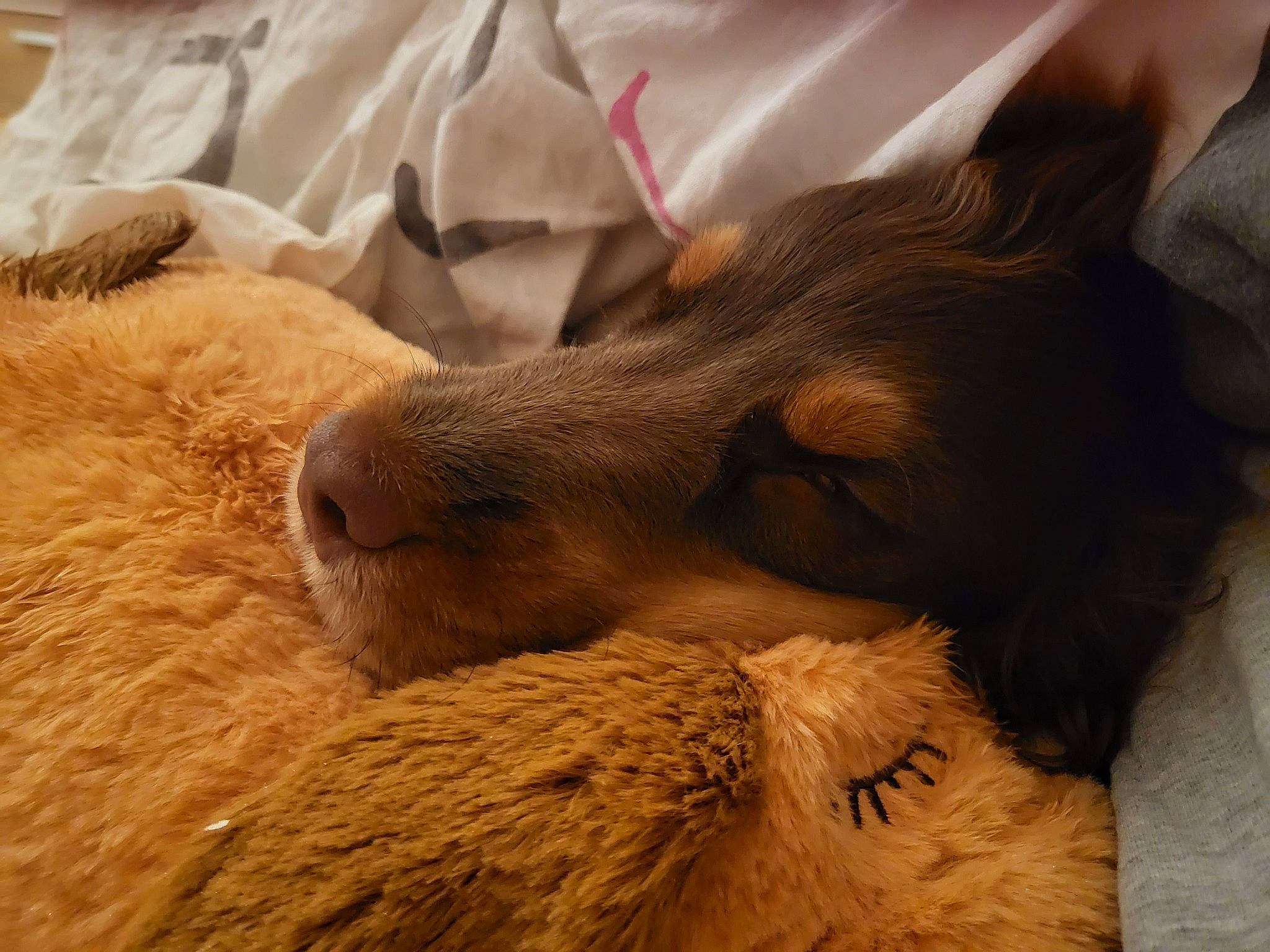 Tokyo participe au concours pour gagner de l'argent avec cette photo : canidae, carnivore, claw, comfort, companion_dog, dog, dog_breed, ear, fawn, flooring, fur, liver, nap, paw, sporting_group, terrestrial_animal, whiskers, wildlife, wood, working_animal