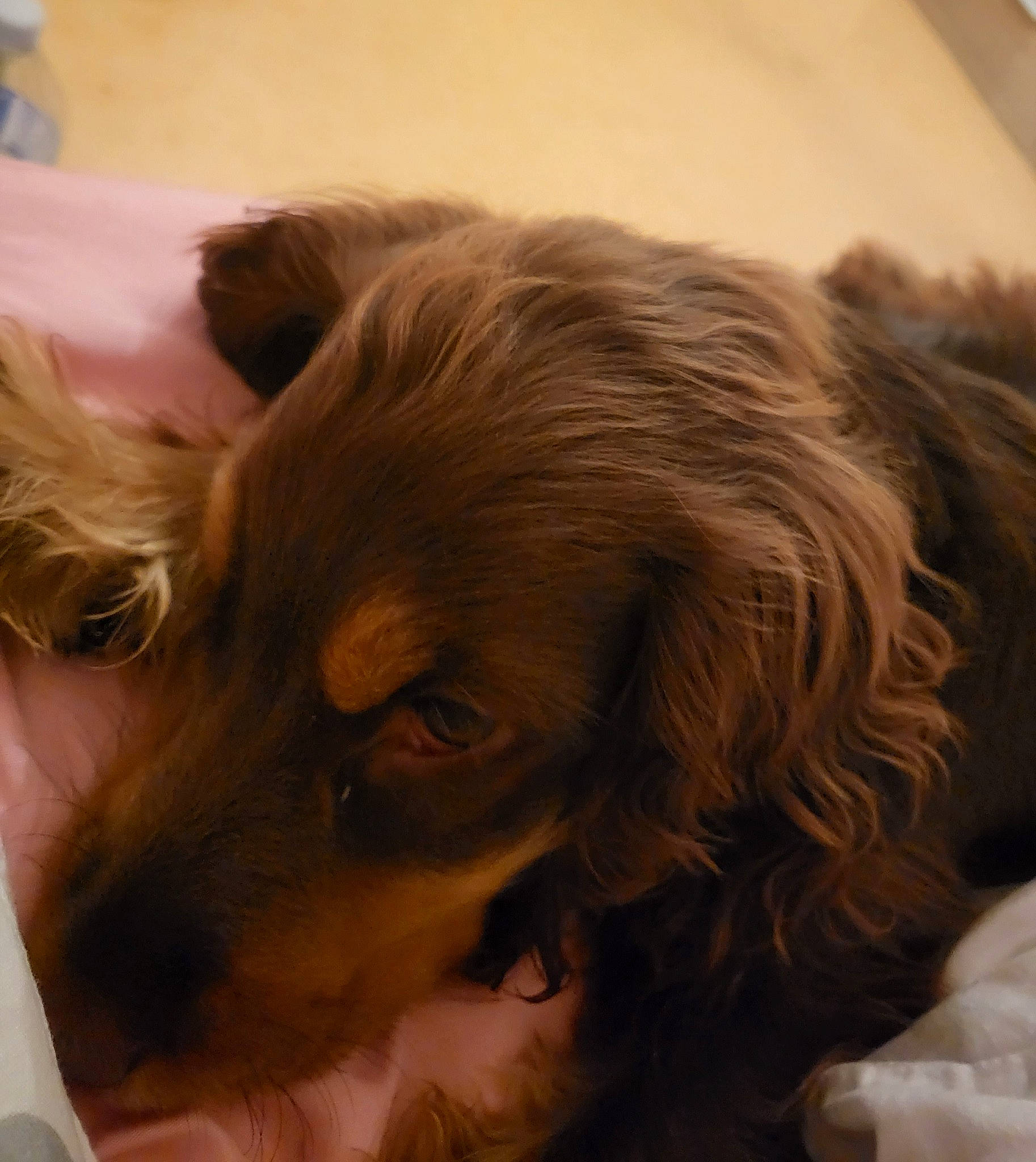 Tokyo a rejoint le concours — aidez-le/la à gagner de superbes lots ! canidae, carnivore, comfort, companion_dog, dog, dog_breed, ear, fawn, fur, gun_dog, liver, nap, puppy, retriever, small_greek_domestic_dog, snout, spaniel, sporting_group, whiskers, working_animal