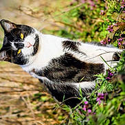 Royal joined the competition — help win amazing prizes! animal, black_and_white_cat, cat, closeup, feline, flora, flowers, fur, garden, greenery, mammal, nature, outdoor, peaceful, pet, relaxed, sunlight, whiskers, wildlife, yellow_eyes