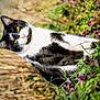 animal, black_and_white_cat, cat, closeup, feline, flora, flowers, fur, garden, greenery, mammal, nature, outdoor, peaceful, pet, relaxed, sunlight, whiskers, wildlife, yellow_eyes