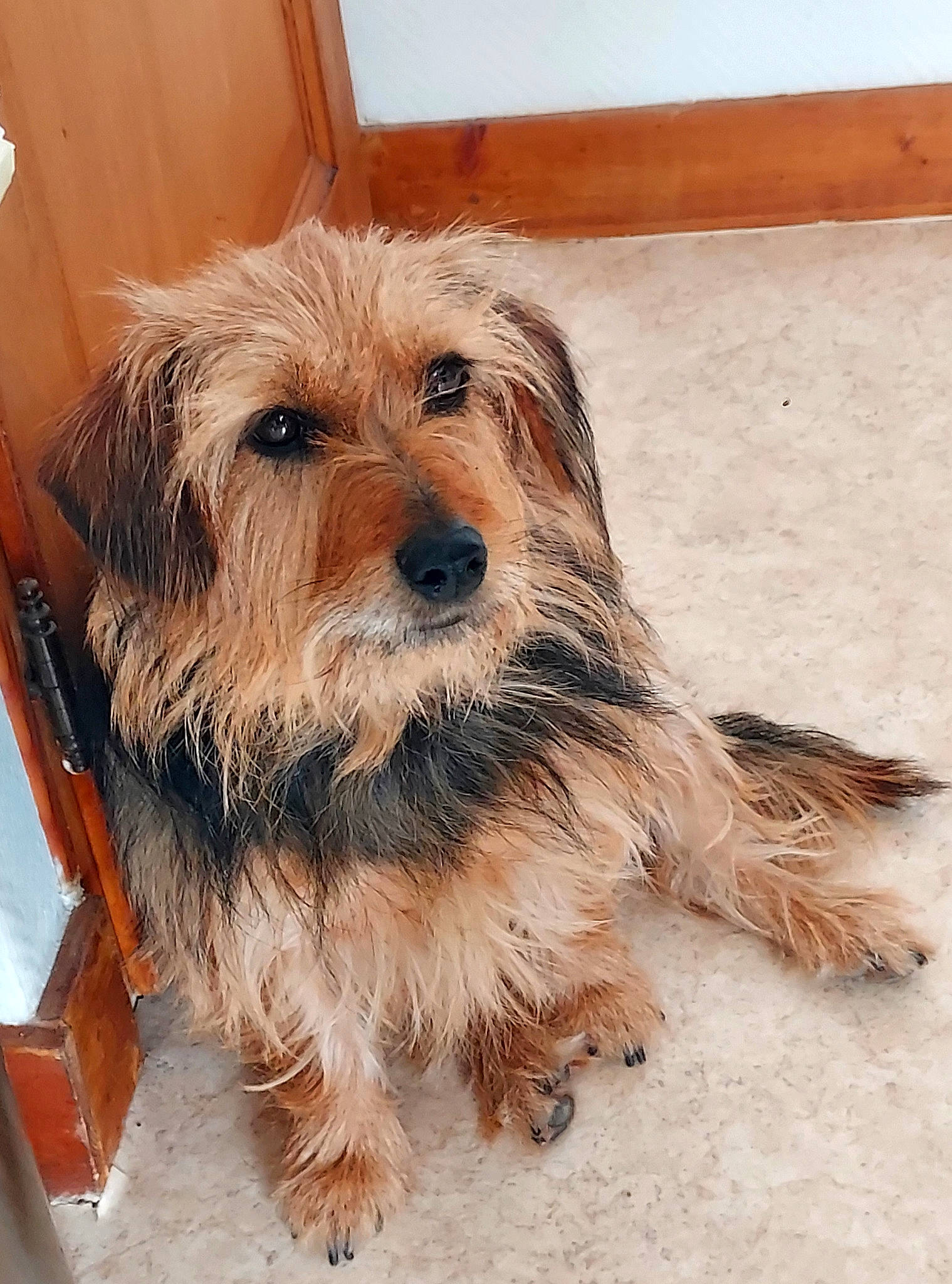 Demeter participe au concours pour gagner de l'argent avec cette photo : biewer_terrier, canidae, carnivore, companion_dog, dog, dog_breed, flooring, fur, liver, small_terrier, snout, sporting_group, terrestrial_animal, terrier, toy_dog, working_animal, working_terrier