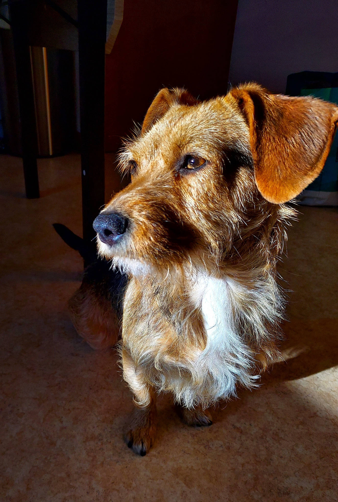 Freyja a rejoint le concours — aidez-le/la à gagner de superbes lots ! canidae, carnivore, collar, companion_dog, dog, dog_breed, door, fawn, flooring, fur, hardwood, snout, sporting_group, terrestrial_animal, wood, working_animal, working_terrier