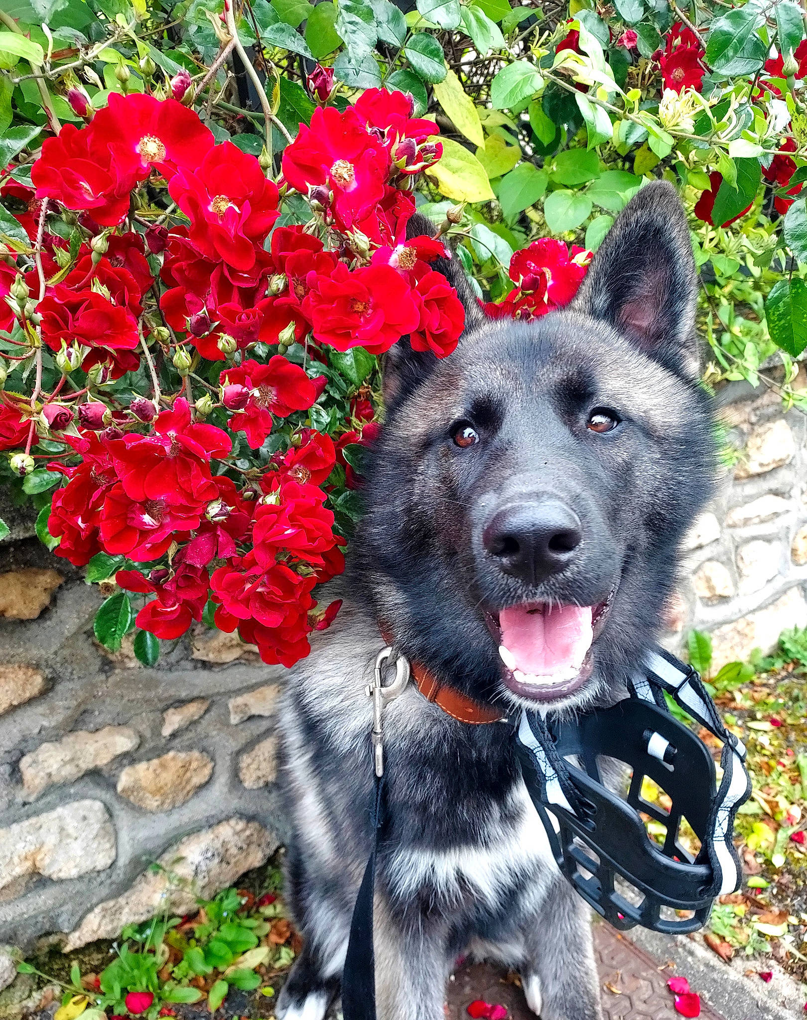 Runa participe au concours pour gagner de l'argent avec cette photo : annual_plant, canidae, carmine, carnivore, collar, companion_dog, dog, dog_breed, dog_collar, dog_supply, fang, flower, flowering_plant, fur, grass, groundcover, leash, petal, plant, sporting_group