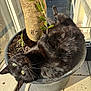 animal, blackcat, car, cat, cookware, flower, jar, kitten, manx, pet, plant, planter, pot, pottedplant, pottery, soil, transportation, vase, vehicle, wood