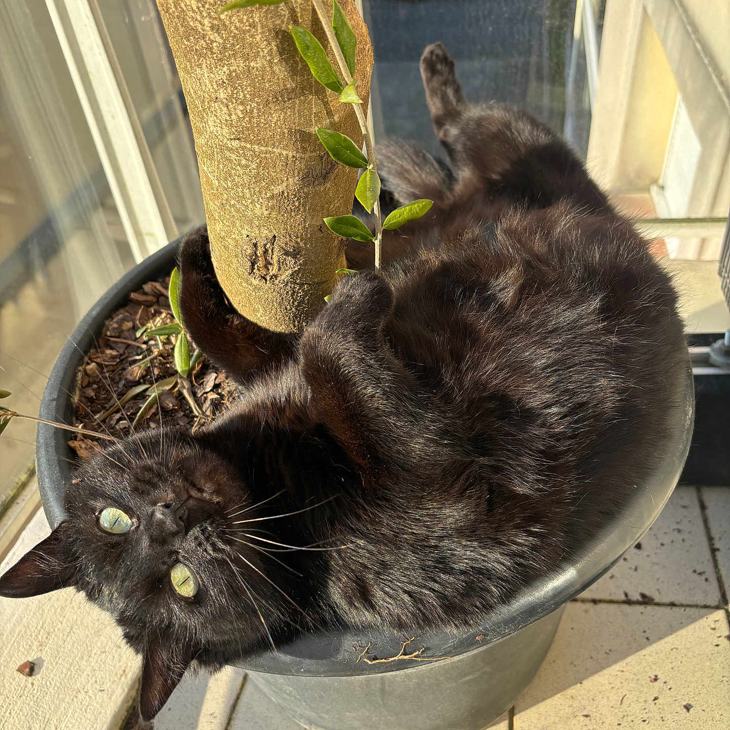 Plume a rejoint le concours — aidez-le/la à gagner de superbes lots ! animal, blackcat, car, cat, cookware, flower, jar, kitten, manx, pet, plant, planter, pot, pottedplant, pottery, soil, transportation, vase, vehicle, wood