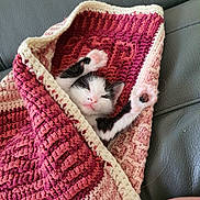 King participe au concours pour gagner de l'argent avec cette photo : animal, black_and_white, cat, cozy, crocheted_blanket, cute, feline, indoor, kitten, leather_couch, maroon, nap, paw, pet, pink, resting, sleepy, small, soft, stretching