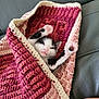 animal, black_and_white, cat, cozy, crocheted_blanket, cute, feline, indoor, kitten, leather_couch, maroon, nap, paw, pet, pink, resting, sleepy, small, soft, stretching