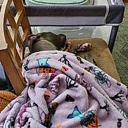 Angel joined the competition — help win amazing prizes! dog, blanket, chair, sleeping, indoor, playpen, toy, table, wood, carpet, purple, orange, blue, pink, baby, furniture, cozy, resting, animal, home