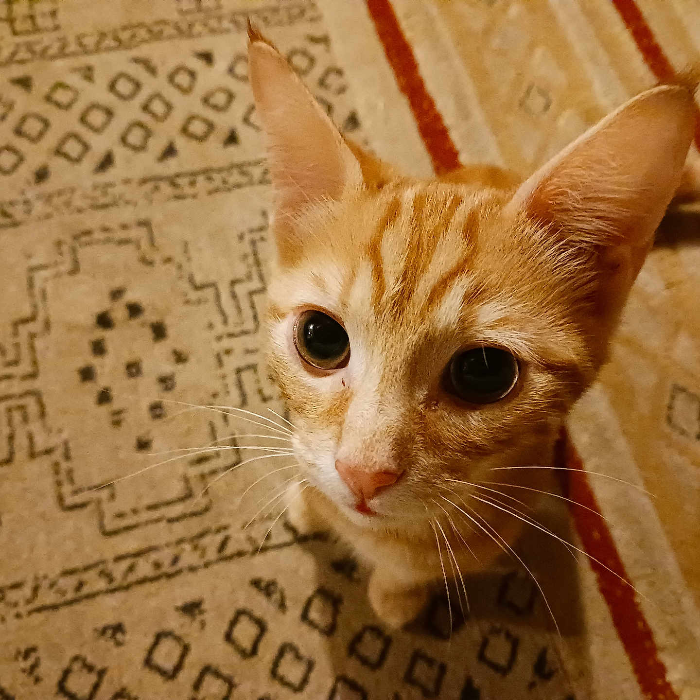 Johannes a rejoint le concours — aidez-le/la à gagner de superbes lots ! animal, carpet, cat, close_up, curious, cute, domestic_cat, ears, eyes, feline, floor, ginger, indoor, kitten, looking_up, orange, patterned_rug, pet, whiskers, young