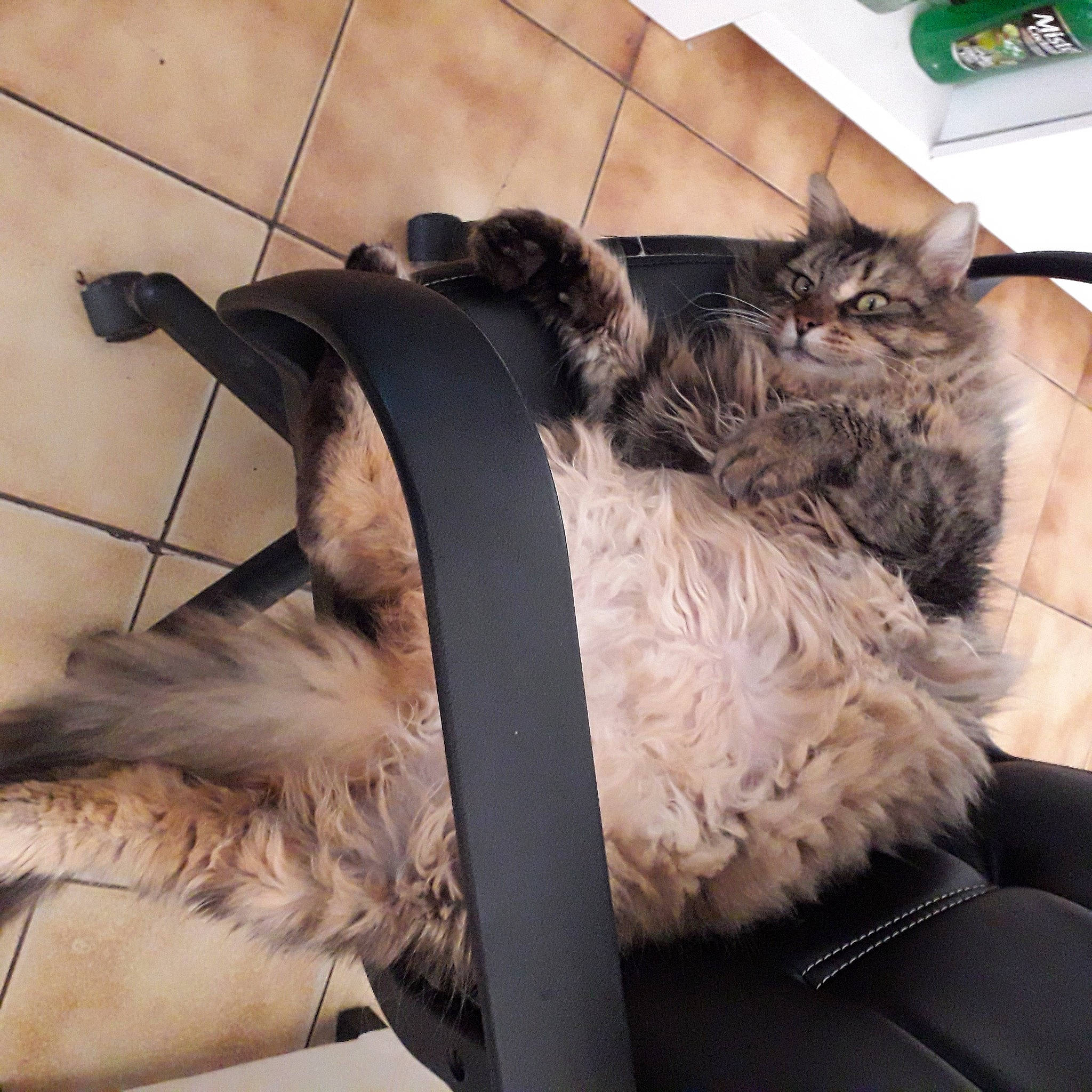 Toupie a rejoint le concours — aidez-le/la à gagner de superbes lots ! bag, carnivore, cat, chair, claw, comfort, companion_dog, domestic_short_haired_cat, fashion_accessory, fawn, felidae, fur, metal, paw, small_to_medium_sized_cats, snout, street_light, tail, whiskers, wood