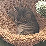 kitten, cat, sleeping, pet_bed, fuzzy, texture, tabby, curled_up, cozy, indoor, animal, resting, soft, shaggy, fur, domestic_cat, quiet, relaxation, cute, nap