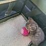 Peach is registered to the contest to win money with this photo: kitten, cat, toy, pink, white, playpen, blanket, soft, furry, pet, animal, gray, curious, small, striped, indoor, cozy, cute, young, feline